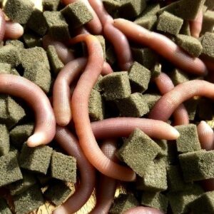 Bibi Import in Scatola - Ordini tramite Whatsapp