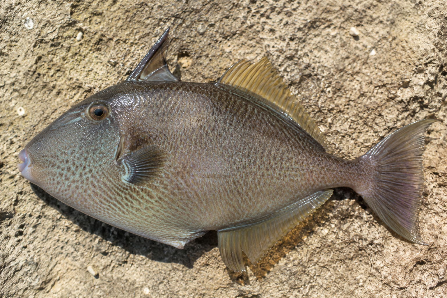 Pesce balestra: è davvero buono da mangiare? Facciamo chiarezza